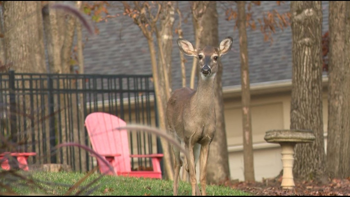 Tega Cay leaders consider deer overpopulation solutions