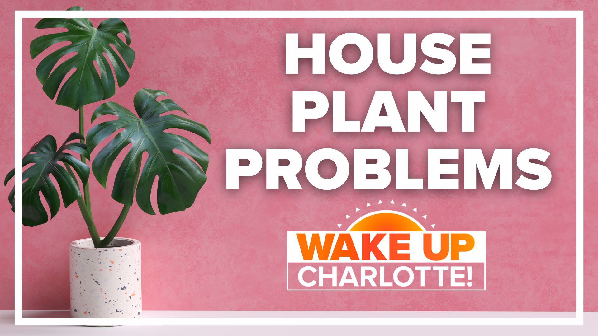 A recent survey found many people struggle to keep their plants alive for any period of time. That isn't the case for #WakeUpCLT viewers.