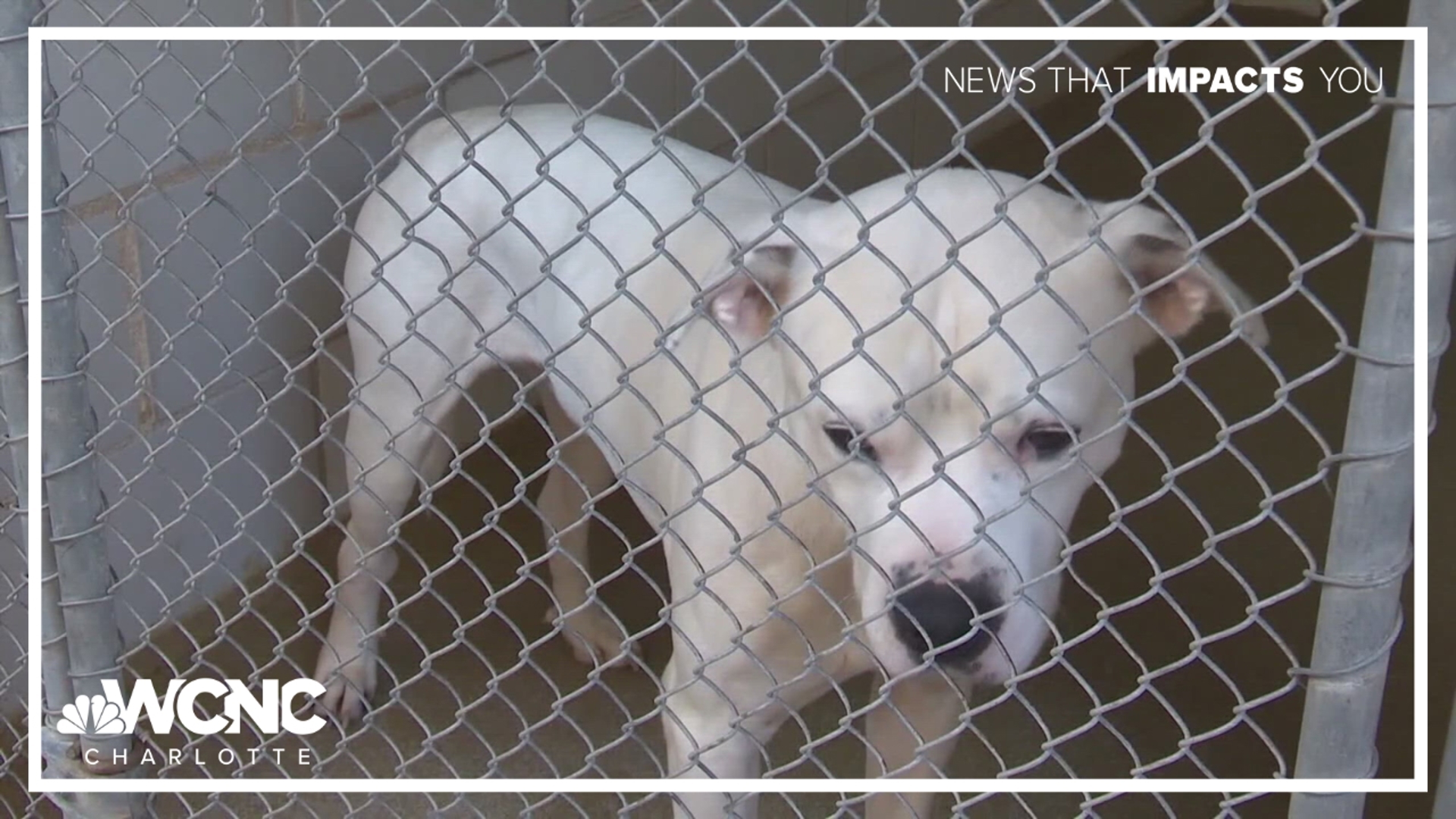 Charlotte animal shelter 'overflowing,' makes urgent plea for adoptions