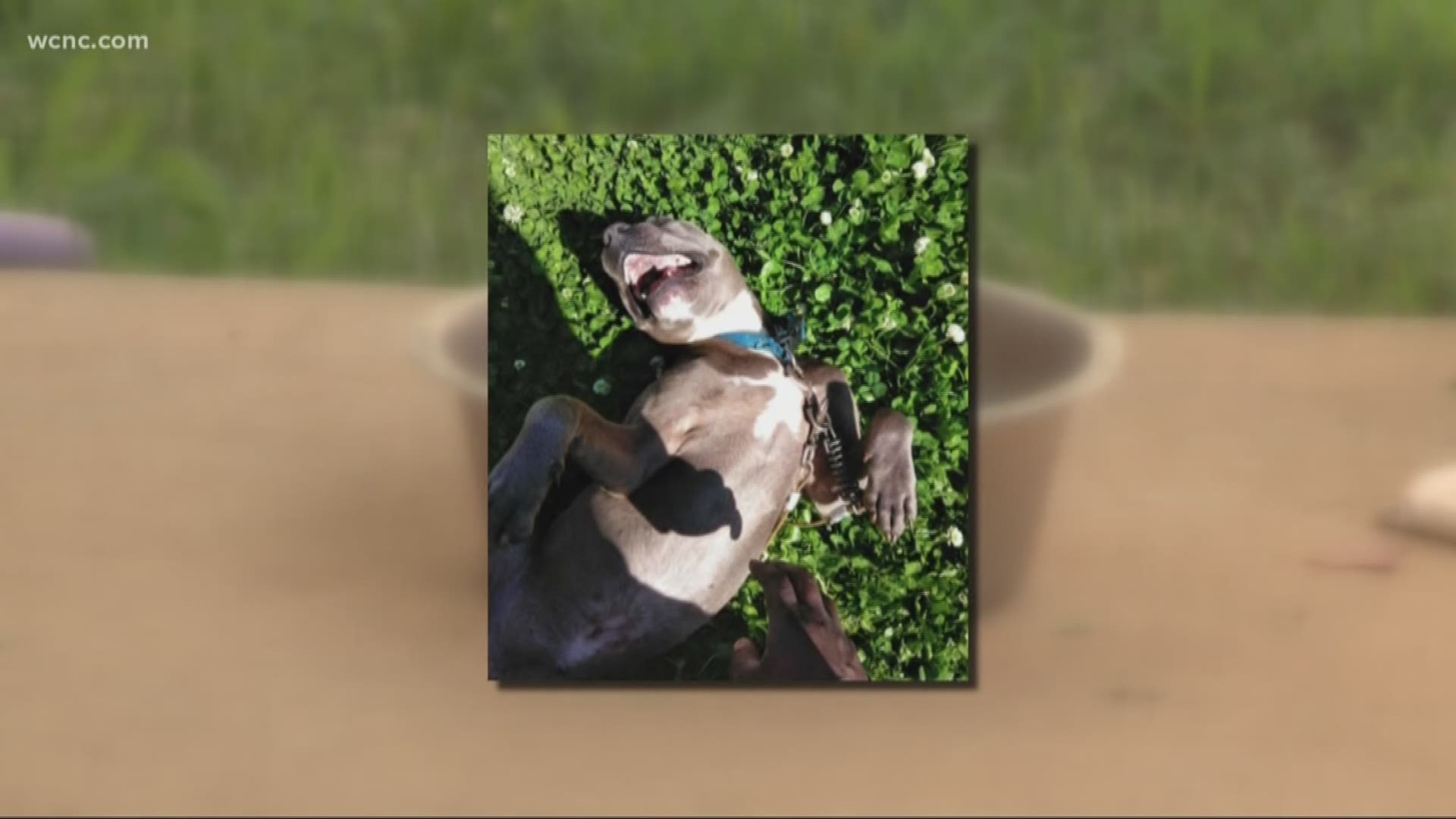 An owner is pleading for help after her dog was shot in the face in northwest Charlotte