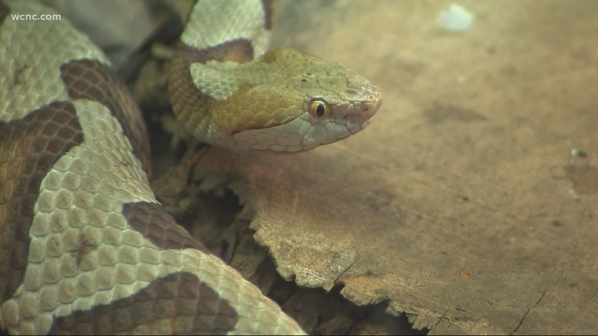 Copperhead season has begun and experts give information on where you might find them lurking.