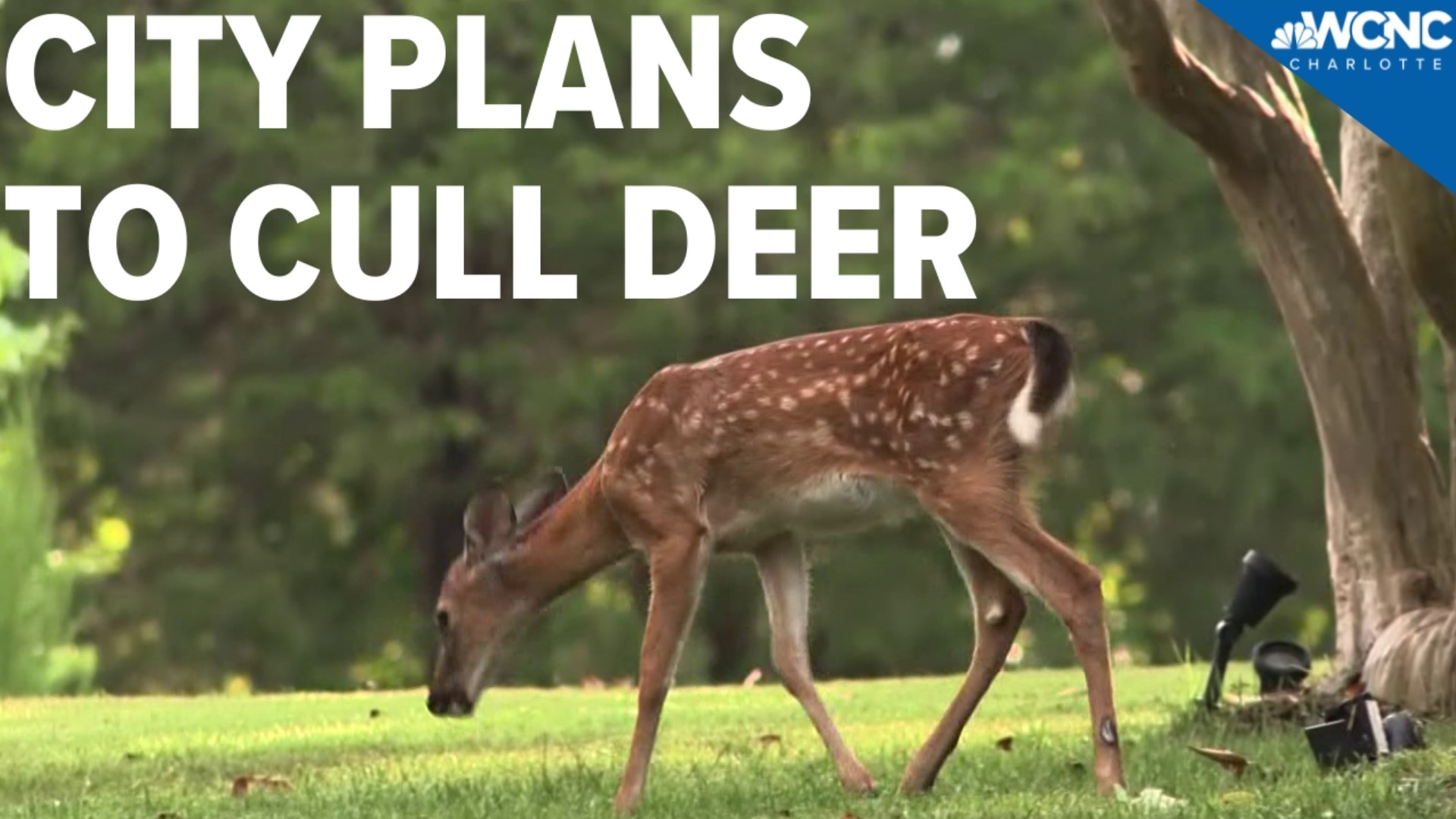 Tega Cay city leaders have decided to move forward with a plan to kill some of the overwhelming deer population in the city.