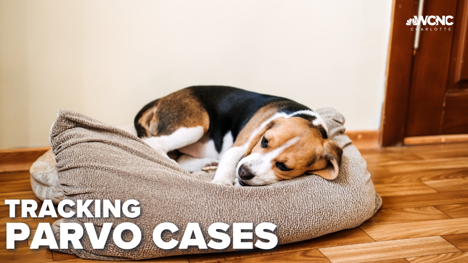 Canine Parvovirus is not a new viral threat, but Dr. Jill Pascarella said the rate of sad outcomes she's seeing from it lately has recently shifted.