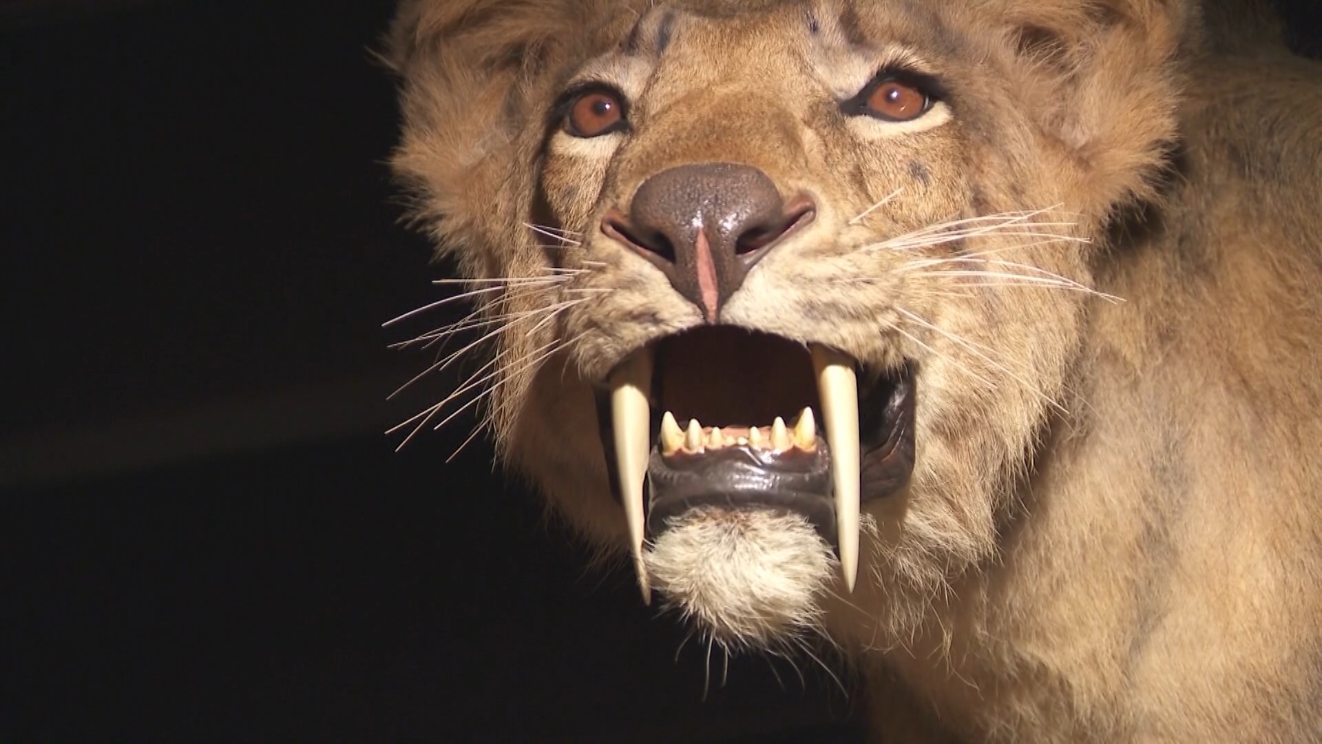 The Museum of York County recently opened its newest exhibition, Ice Age Carolinas: Exploring Our Pleistocene Past.