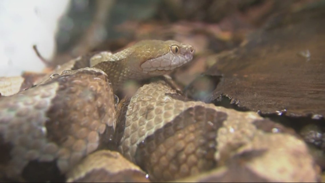 Snakes can be really active this time of year. Here's how to stay safe