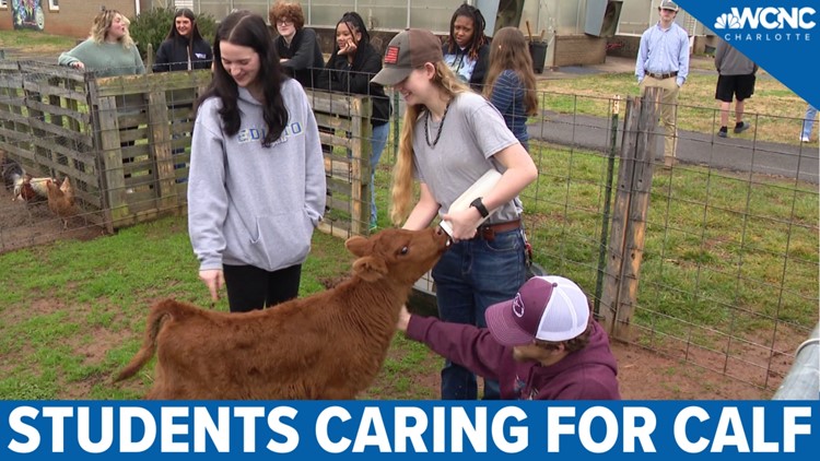 Rock Hill students caring for calf