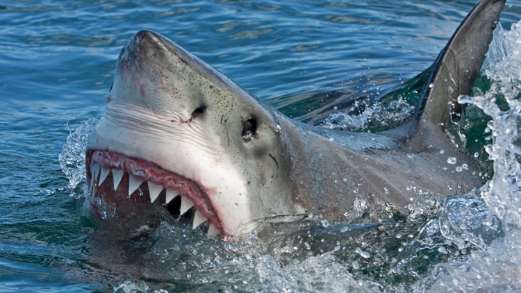 Do you have to worry about shark attacks this summer?