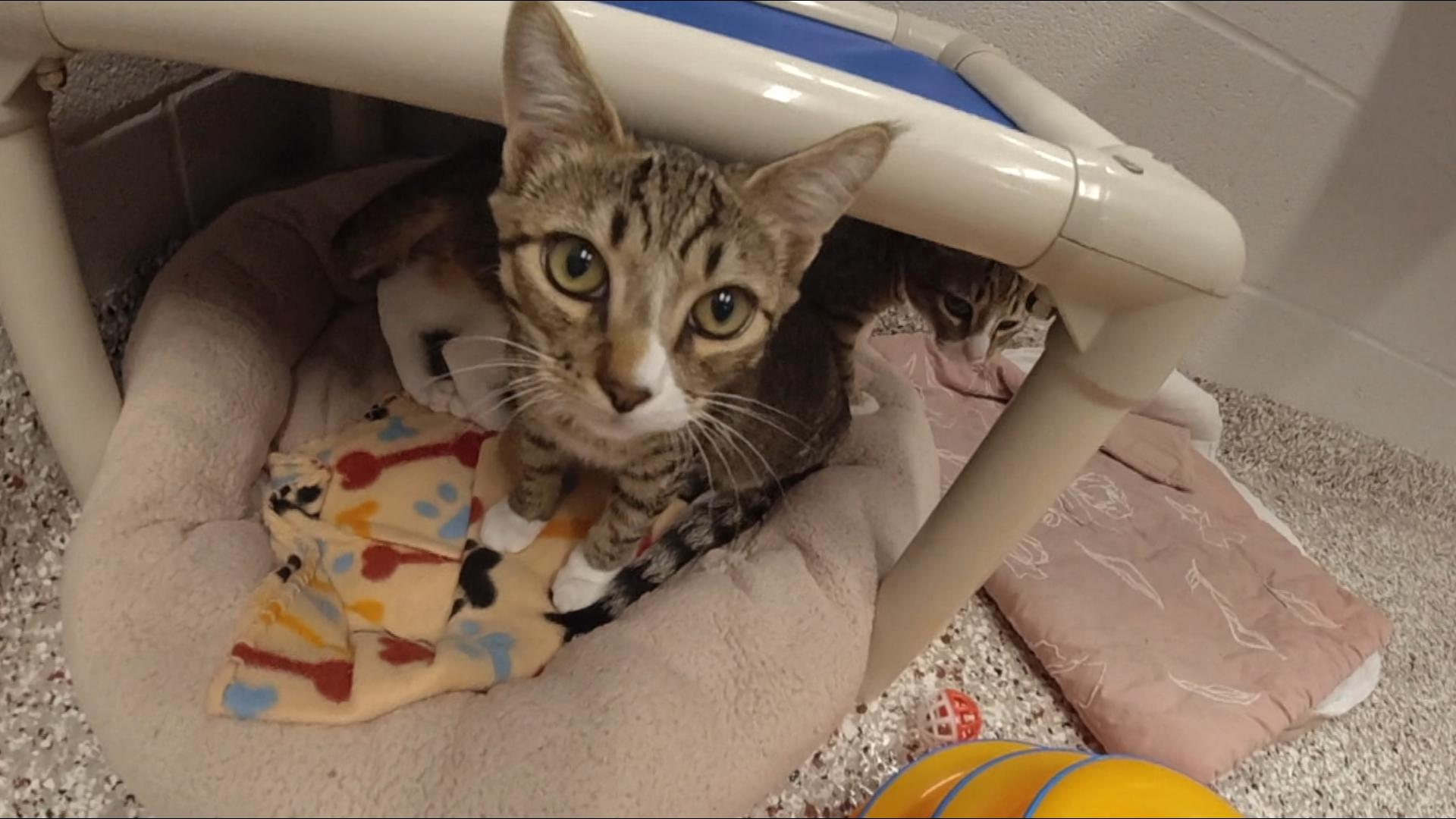 Carlee Cause Foundation helps senior pets find homes, supports grieving families...