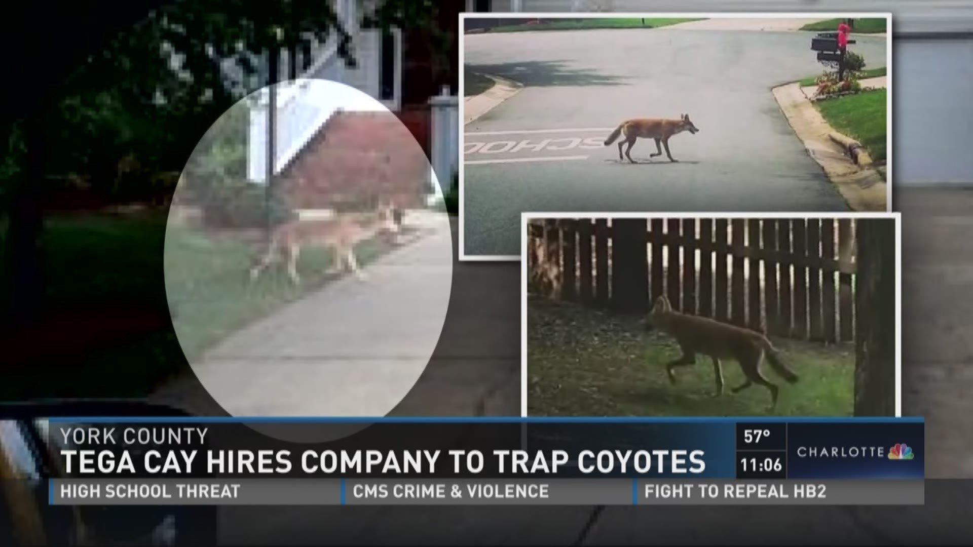 A local community overwhelmed by coyotes has a plan to fight back.