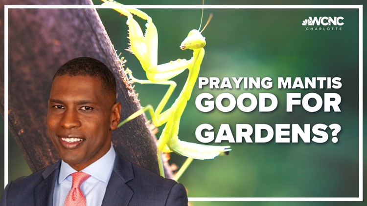 Is the praying mantis good for gardens?