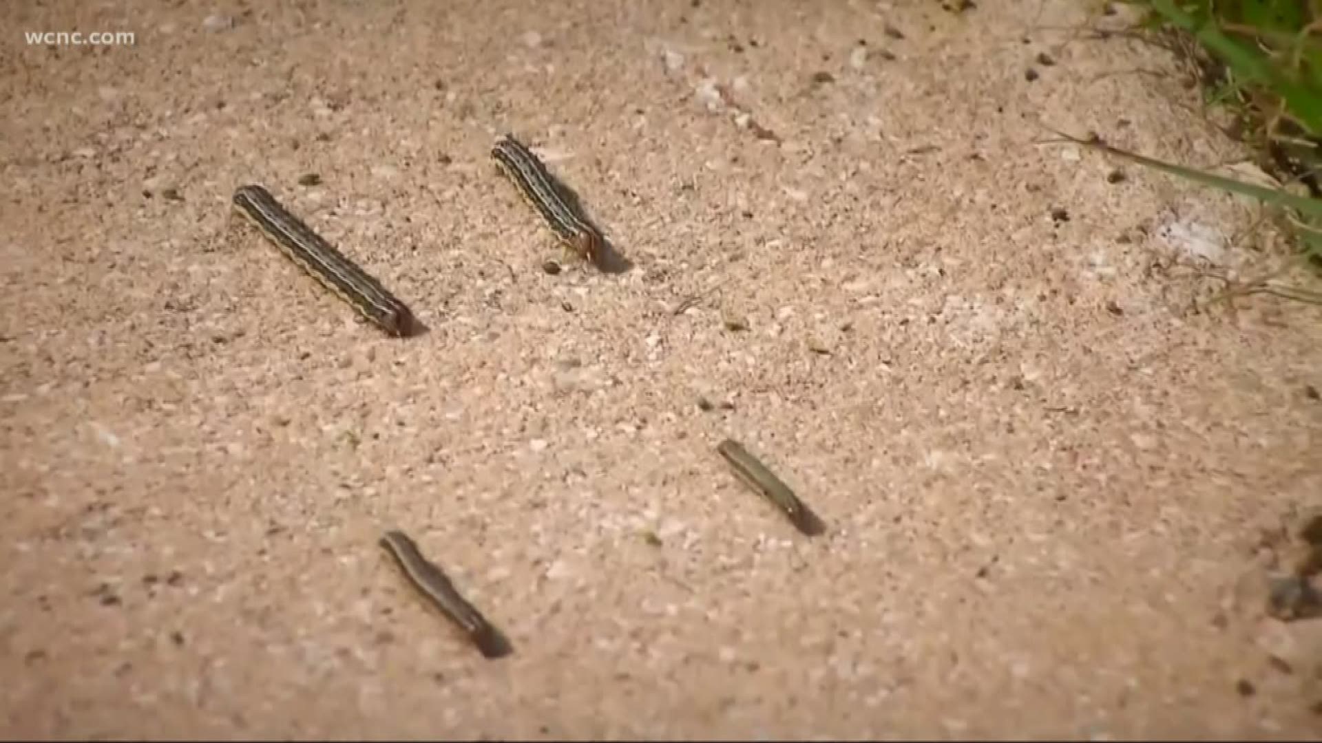 Fall army worms the size of a caterpillar could cause thousands of dollars worth of damage.