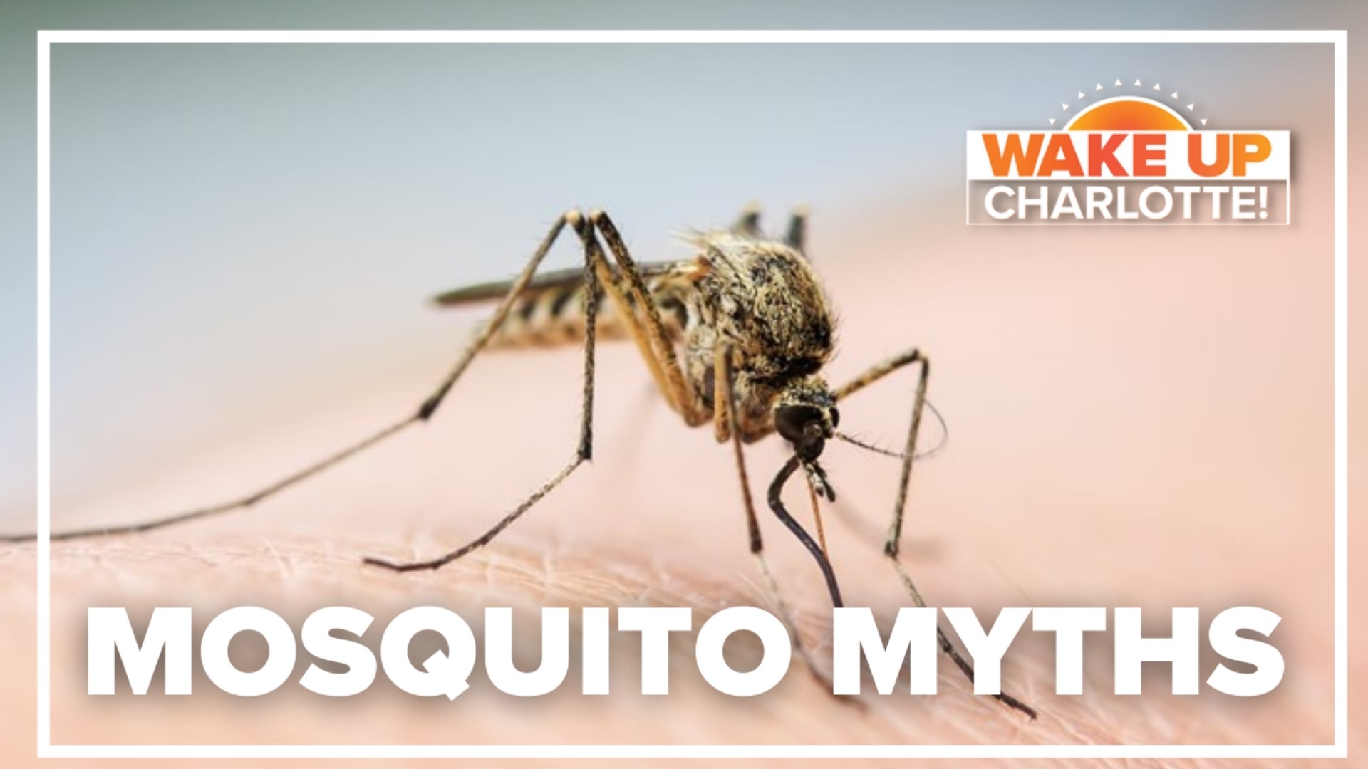 As warmer weather rolls in and rain expect to see more mosquitoes. We are going through some common myths about mosquitoes.