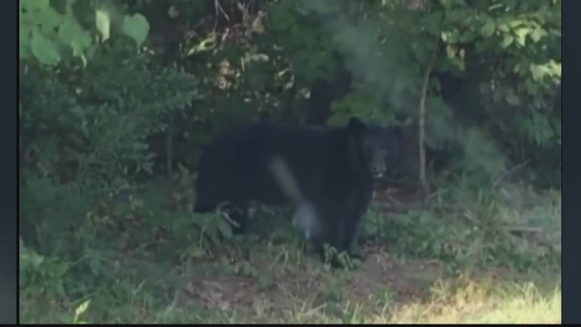 Nature: Bears in North Carolina 