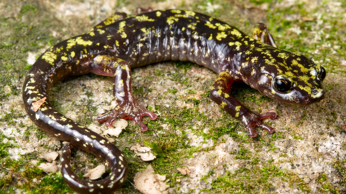 North Carolina salamander under threat of extinction | wcnc.com