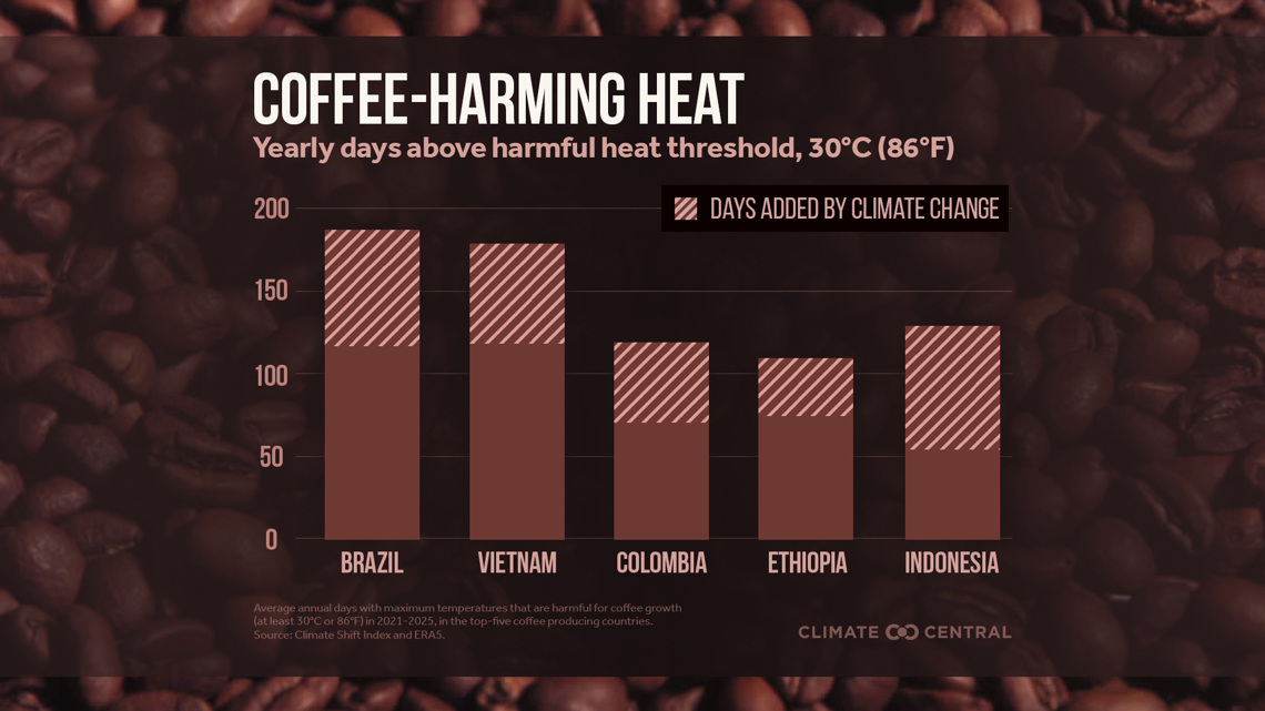 Climate change impacting production of coffee across the globe, data shows