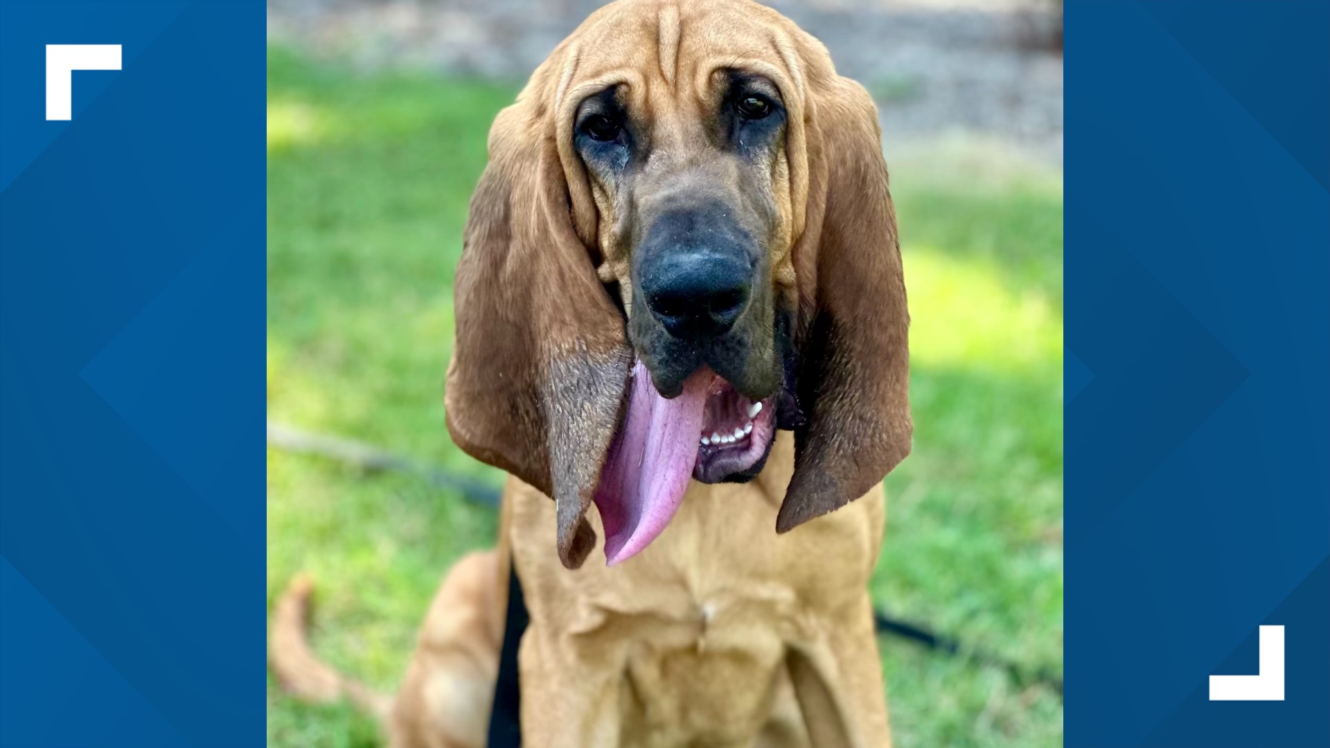 Gastonia, NC bloodhound makes three successful tracks early on | wcnc.com