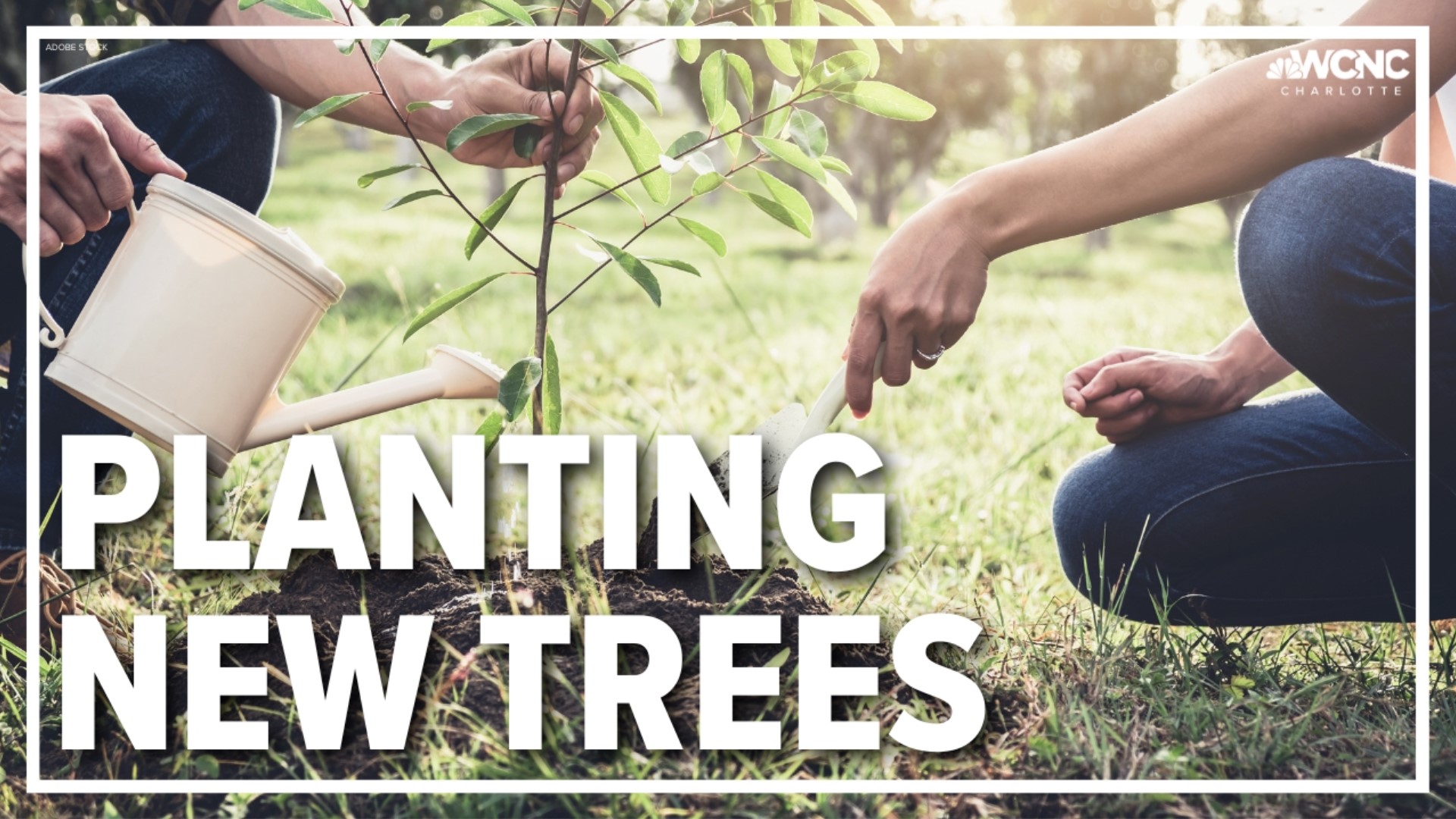 tips-planting-a-new-tree-on-your-property-wcnc