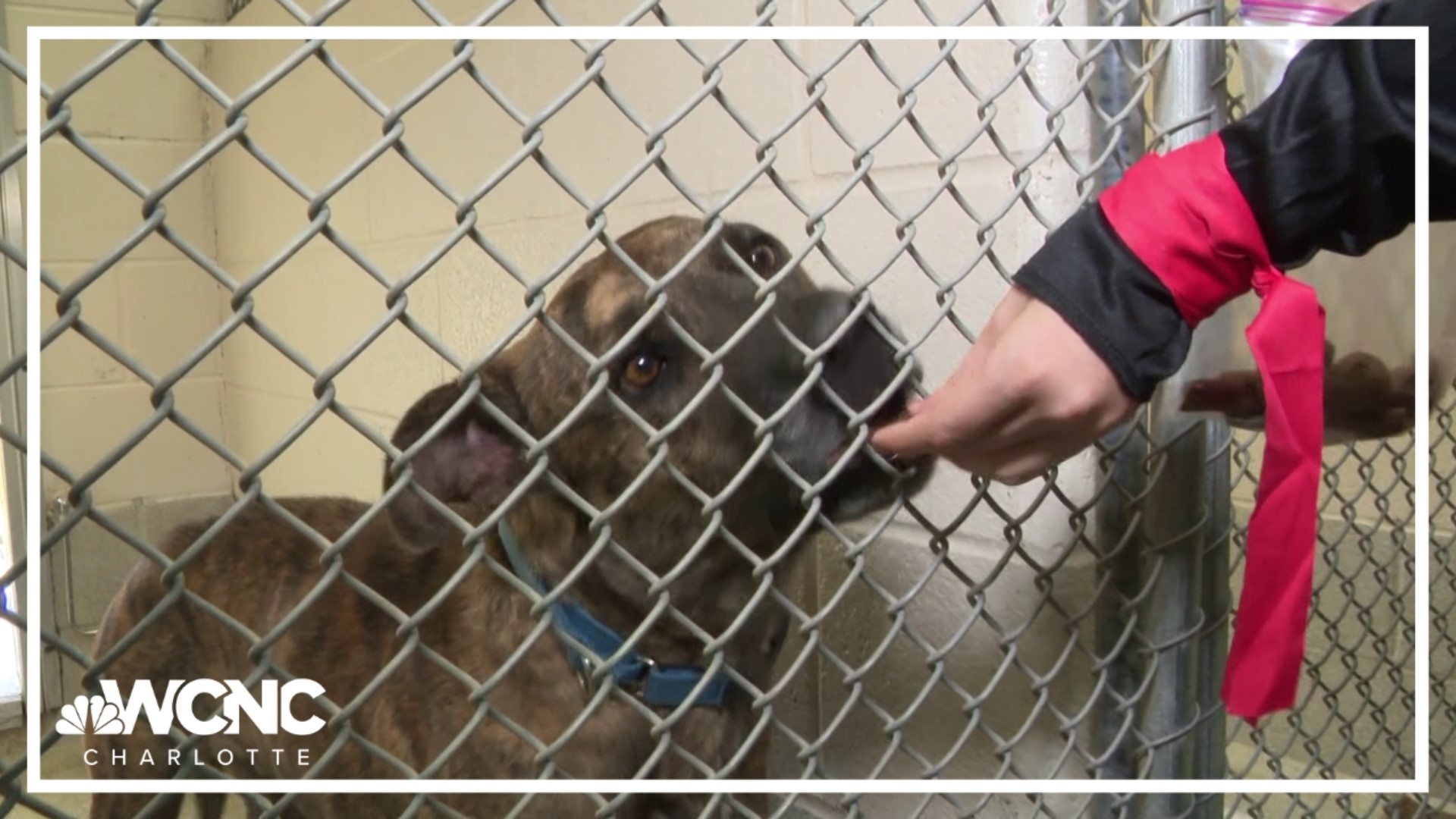 Iredell County Animal Services found a fun way to get some help while getting into the Halloween spirit.