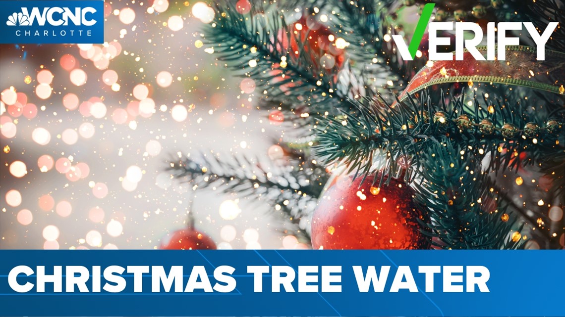 How to keep a Christmas tree healthy