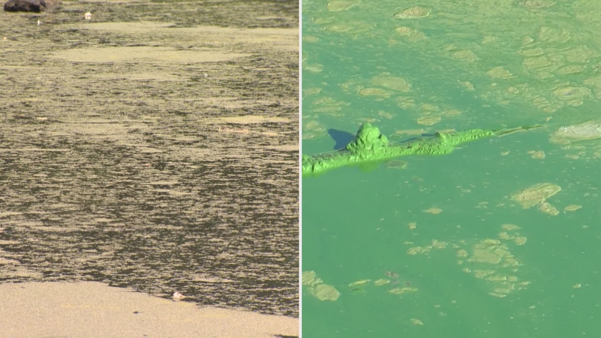 Before you head out for Labor Day weekend, you'll want to know which area ponds to avoid due to blue-green algae.