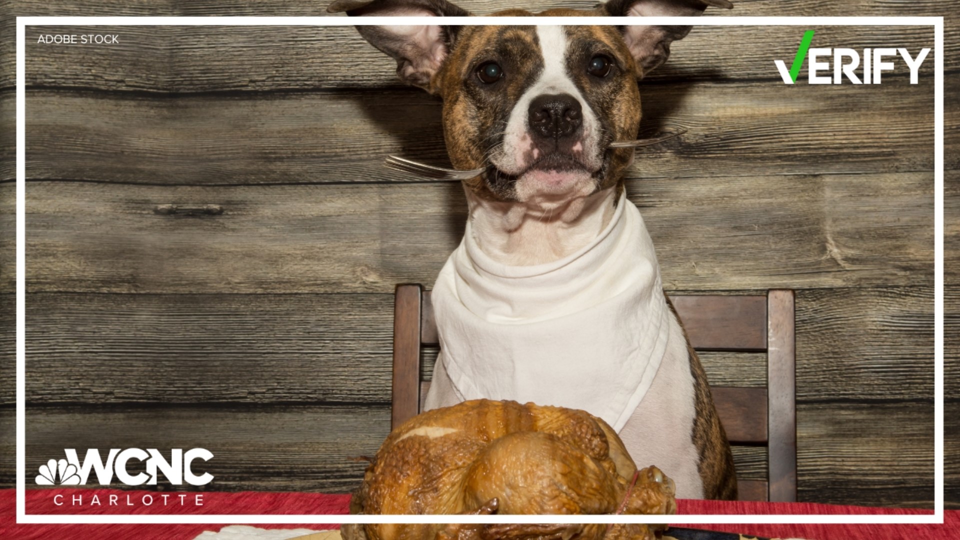 If you have a dog, chances are they will be begging for scraps from the Thanksgiving table. But not everything is safe for them to have.