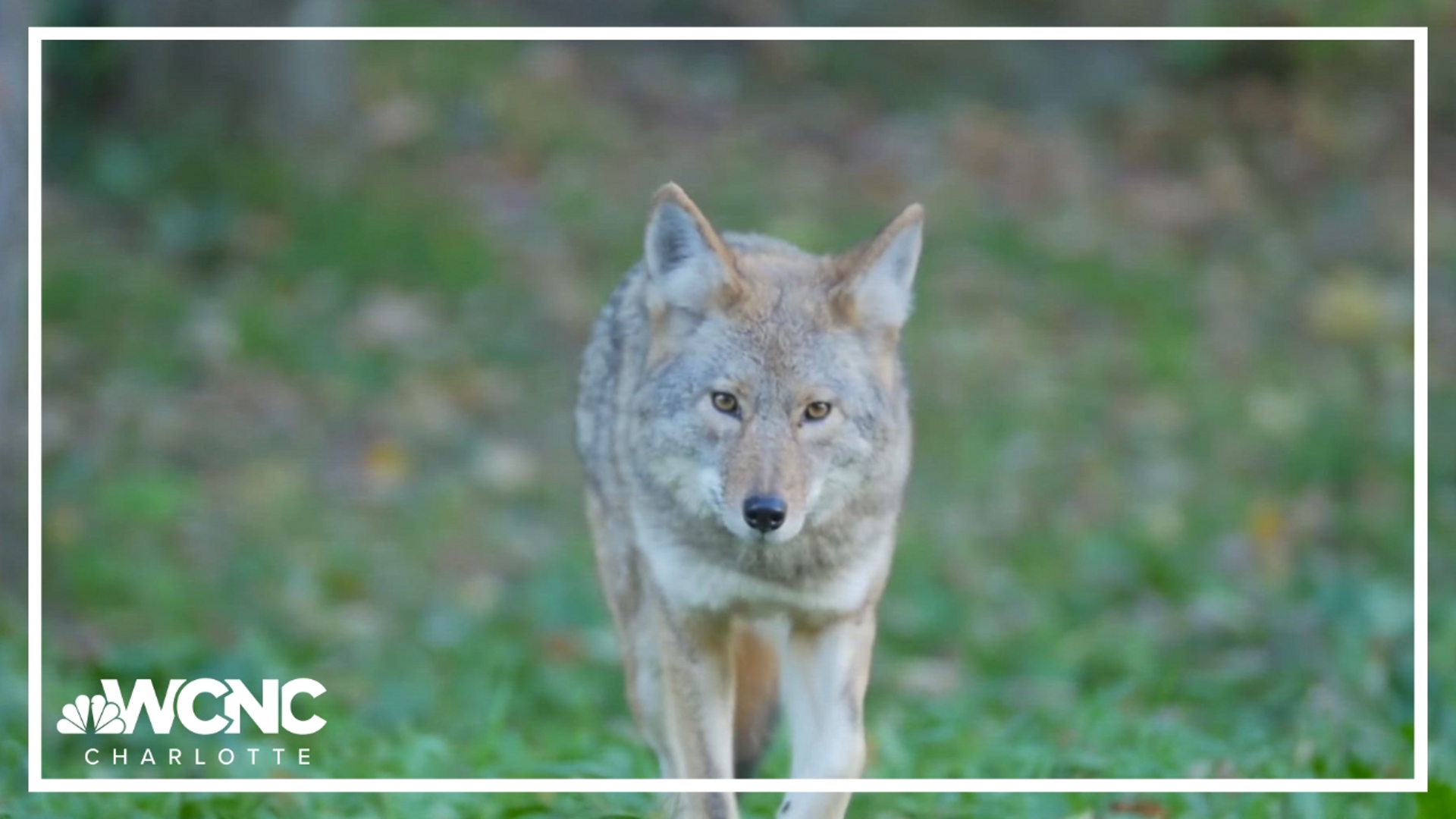 North Carolina National Forests officials are encouraging visitors to use extra caution after a recent coyote attack.