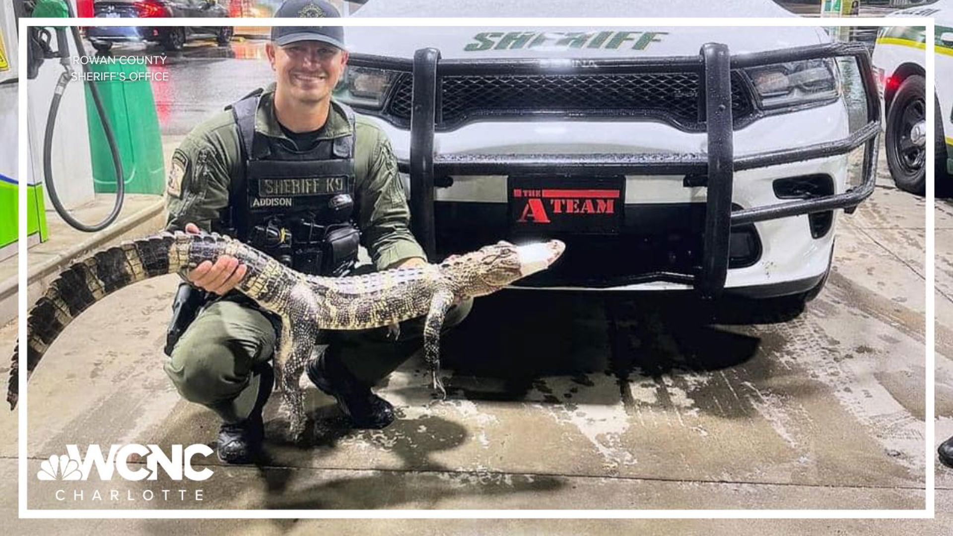 Rowan County deputies picked up an alligator that was found walking along a road near Spencer over the weekend.