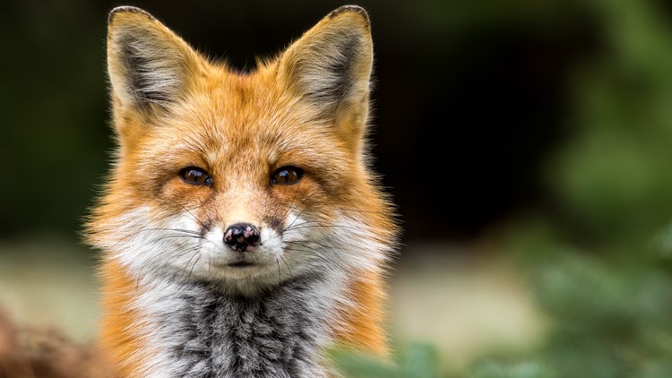 Don't be surprised if you see a fox in the daytime, experts say