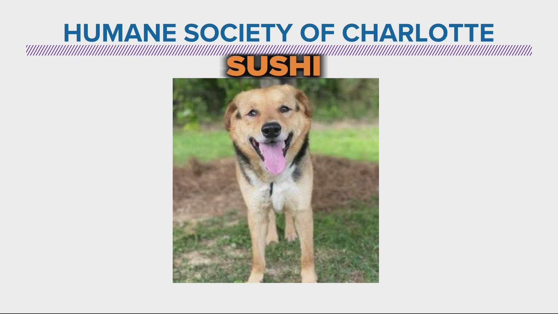 Sushi is about six years old, gets along well with other dogs, and loves people. He is up for adoption through the Humane Society of Charlotte.