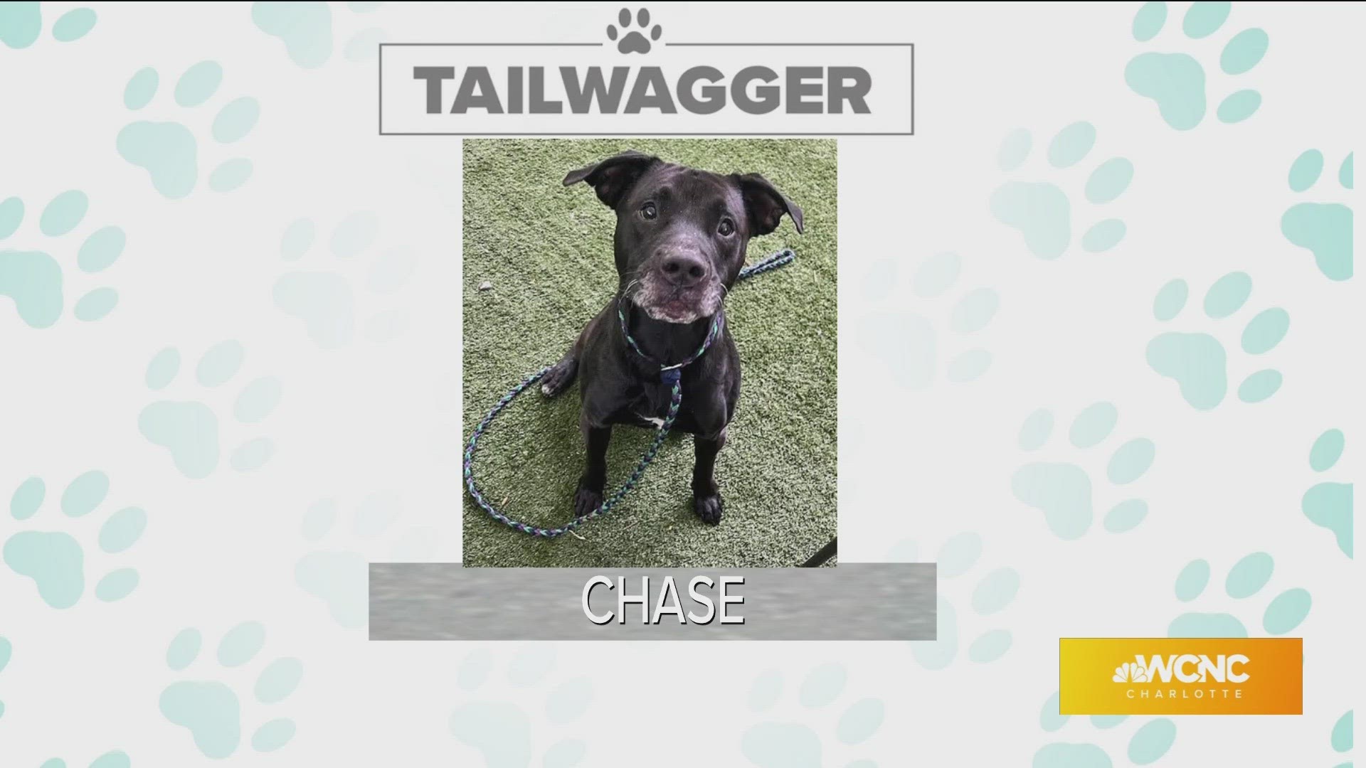 Chase is available for adoption today from Animal Care & Control