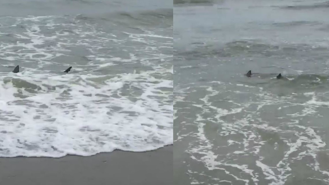 Shark spotted near beachgoers in Myrtle Beach