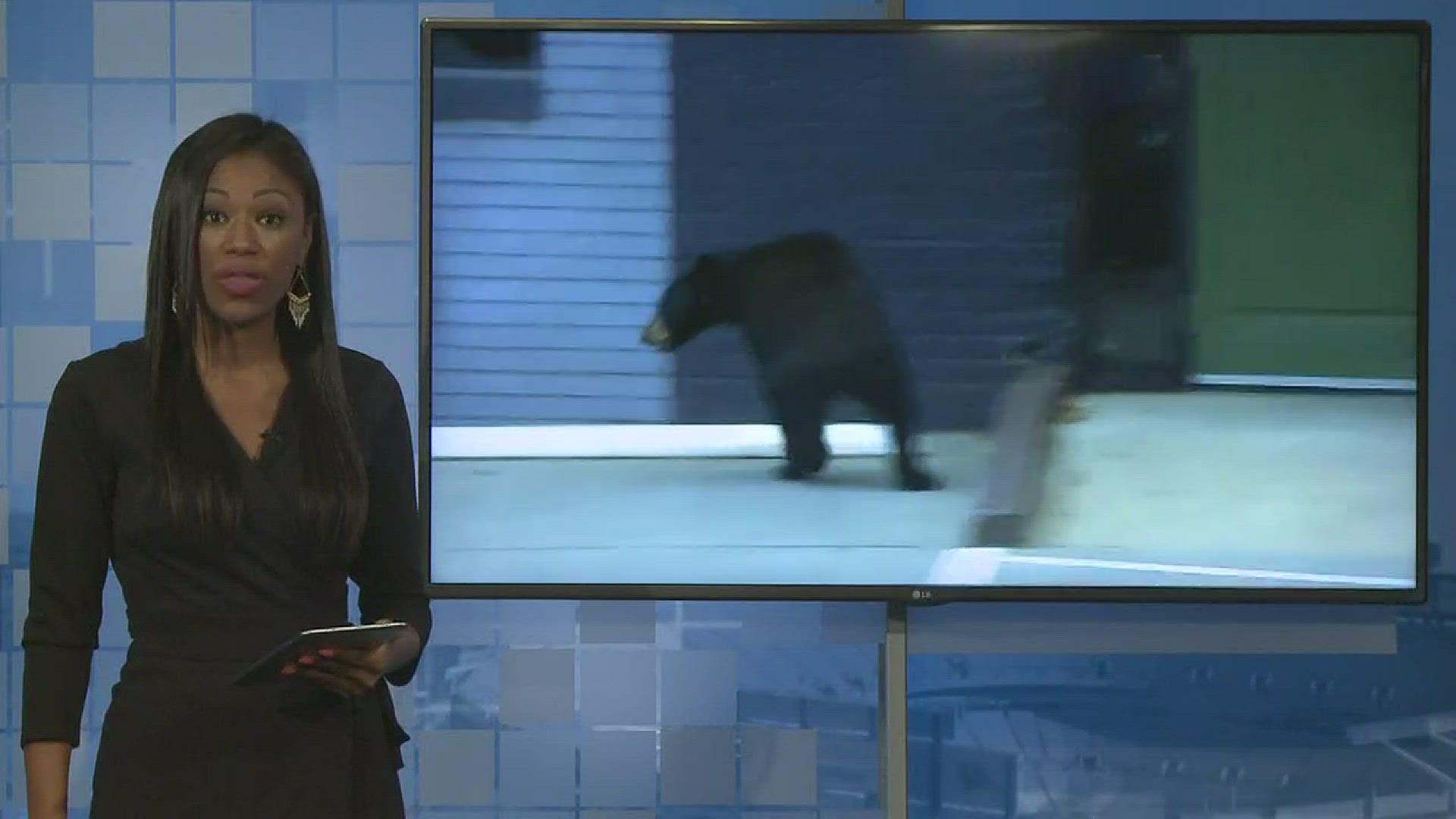 A bear spends the day roaming the streets of Hickory.