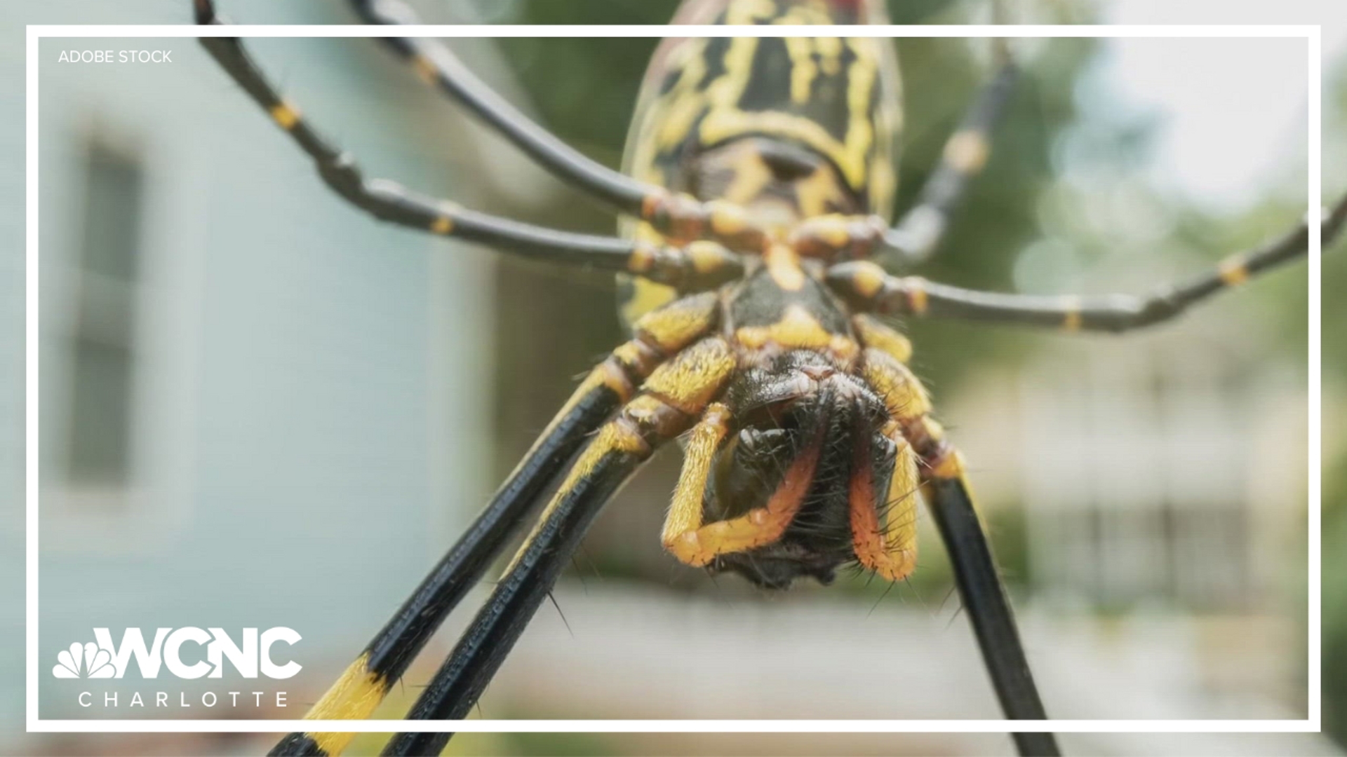 The spider's web can get up to 10 feet wide and they can grow to be as large as your hand.