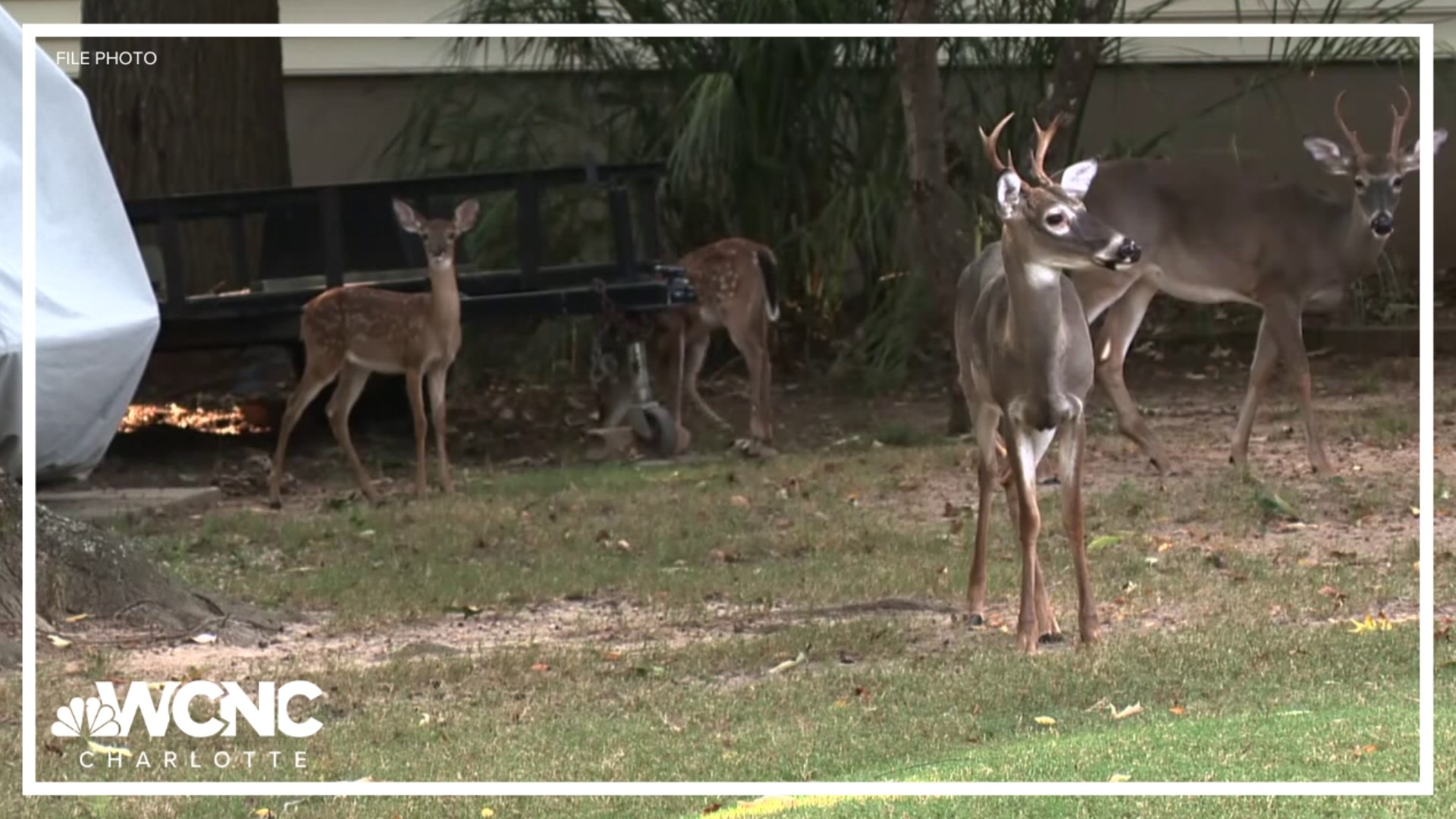 Leaders in Tega Cay are going to ask South Carolina officials if the town can kill dozens of deer they say are causing problems.