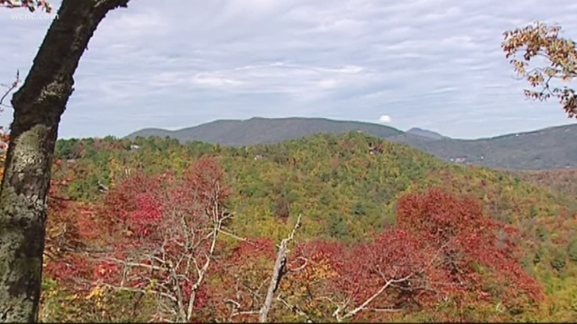 The calendar says September but it still feels like summer. As a result, peak fall color in the North Carolina mountains won't be until late October, experts say.