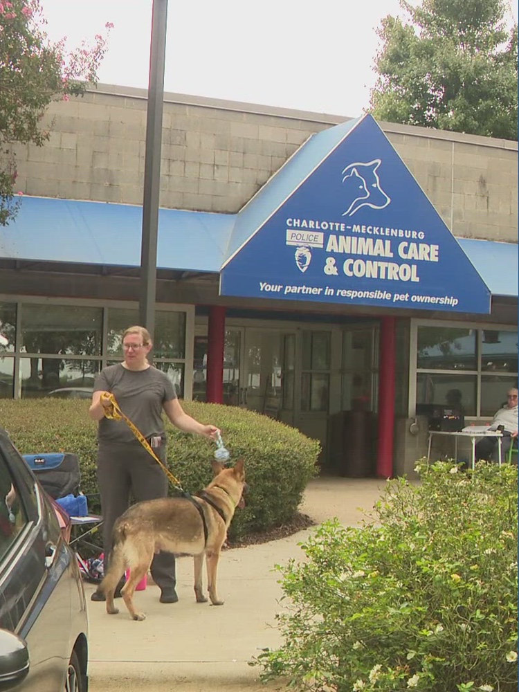 What Happens When Your Pet Goes Missing in Charlotte? Understanding CMPD Animal Care and Control