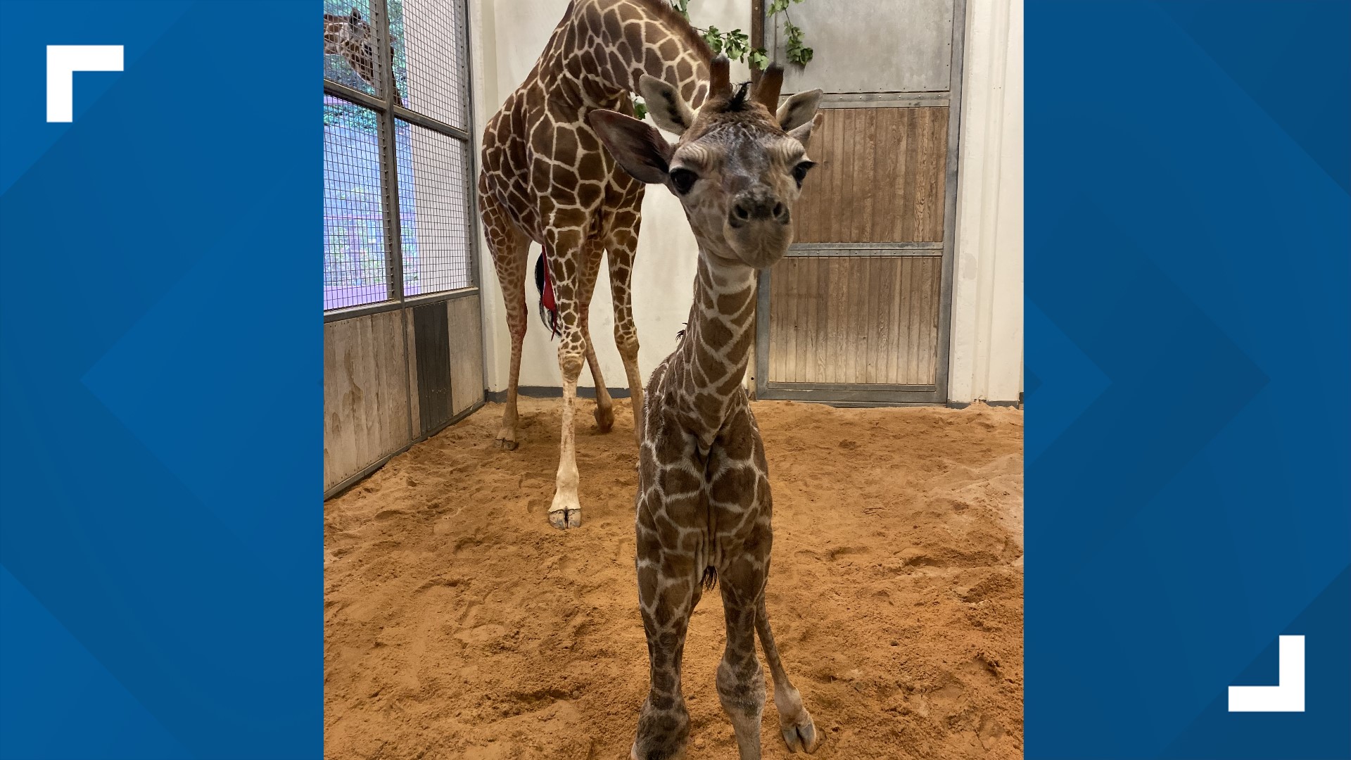 Giraffe Calf Born At NC Zoo | North Carolina | Wcnc.com