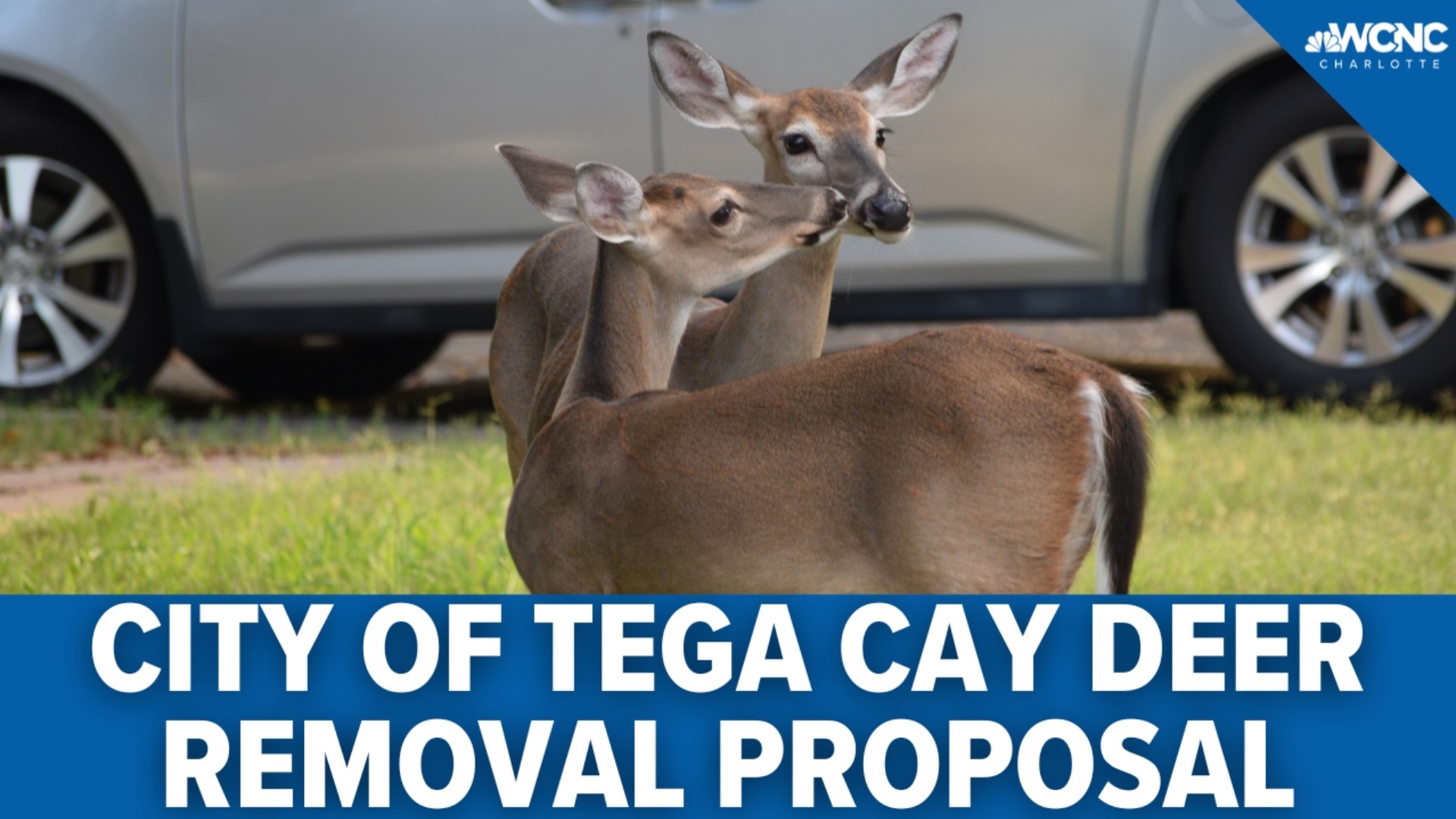 An overwhelming deer population has the city of Tega Cay is seeking a solution.