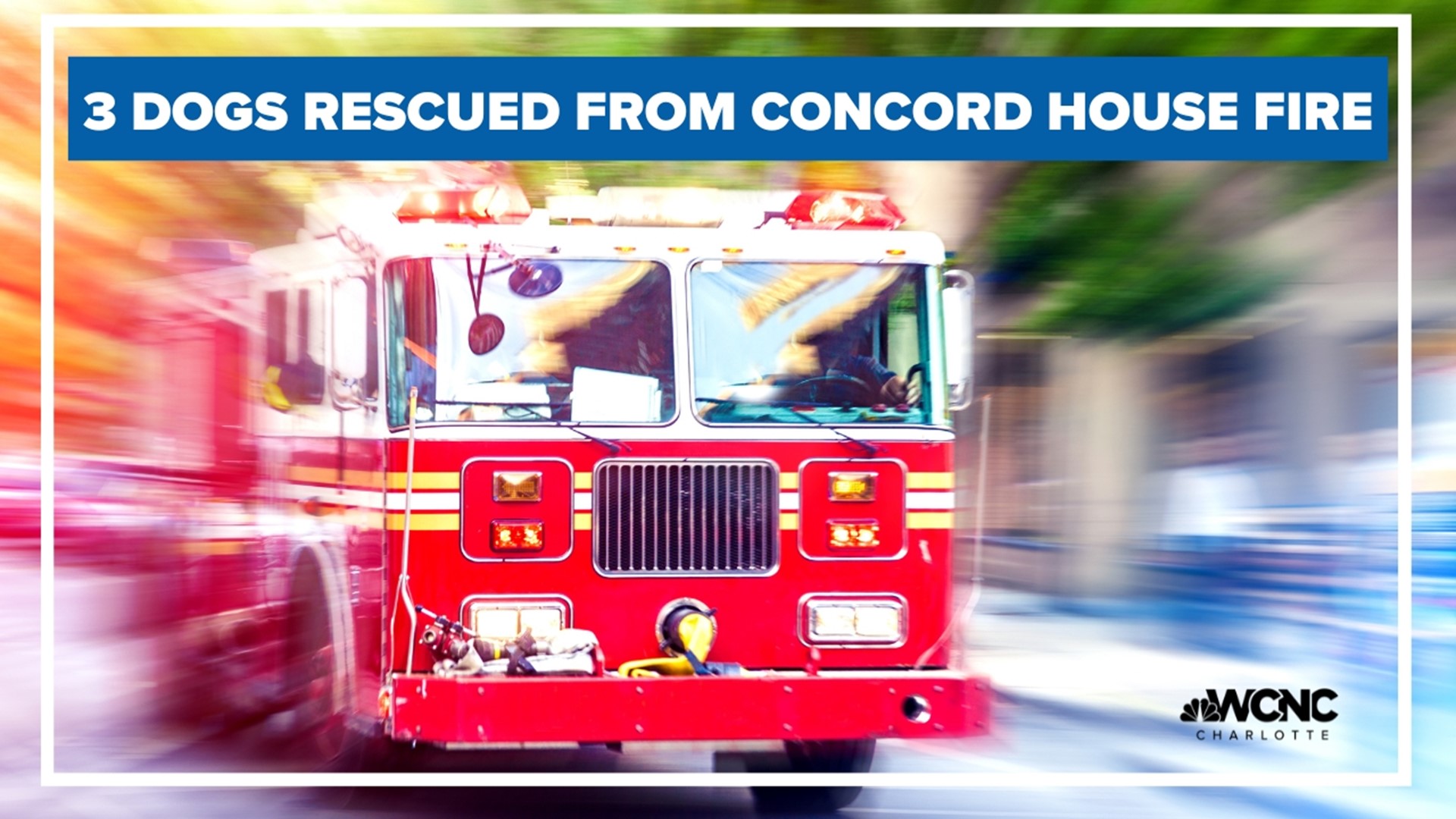 Concord firefighters rescue three dogs from house fire
