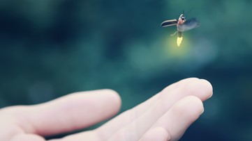 They're late but here's what the lightning bugs have been waiting on