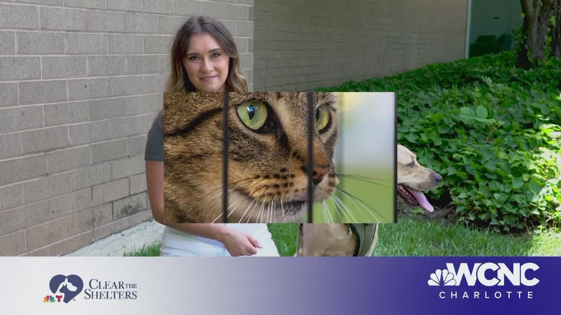 Mia Atkins & her dog Lily want you to help WCNC Charlotte Clear the Shelters