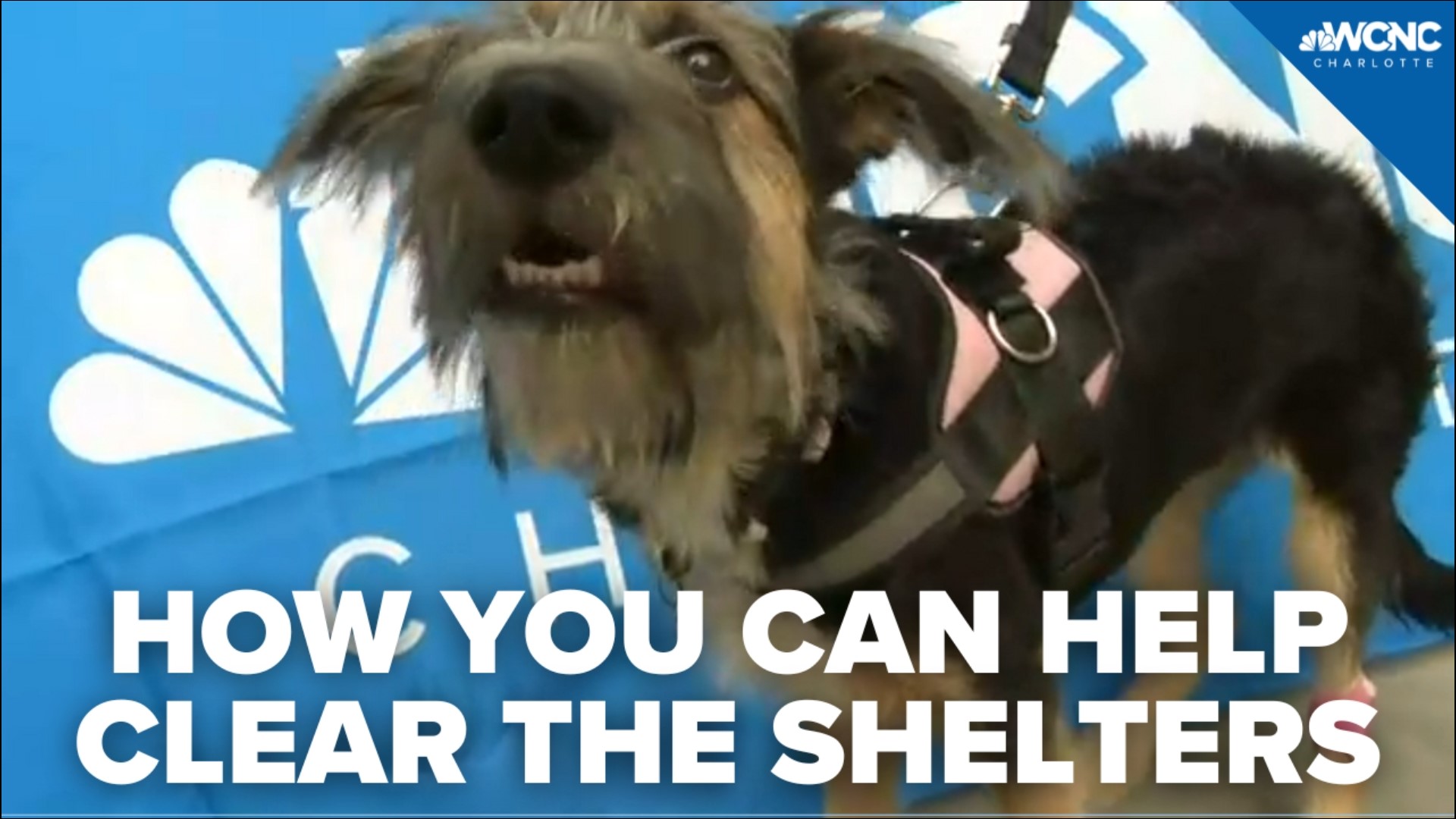 The Charlotte Knights are encouraging Charlotte residents to help clear the shelters.