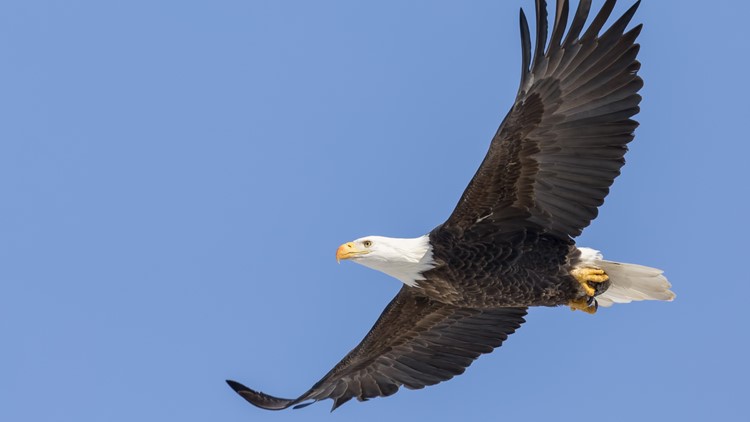 YouDay: How eagles face the storm | wcnc.com