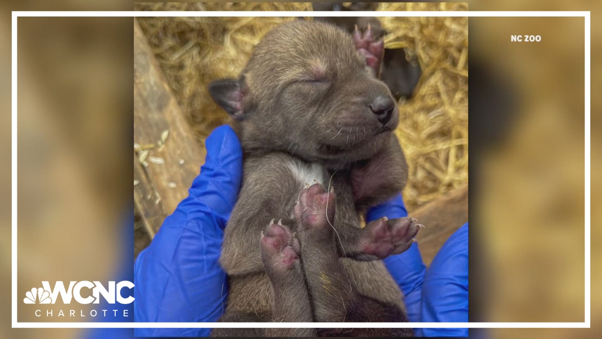 The North Carolina Zoo just welcomed four critically endangered red wolf puppies.