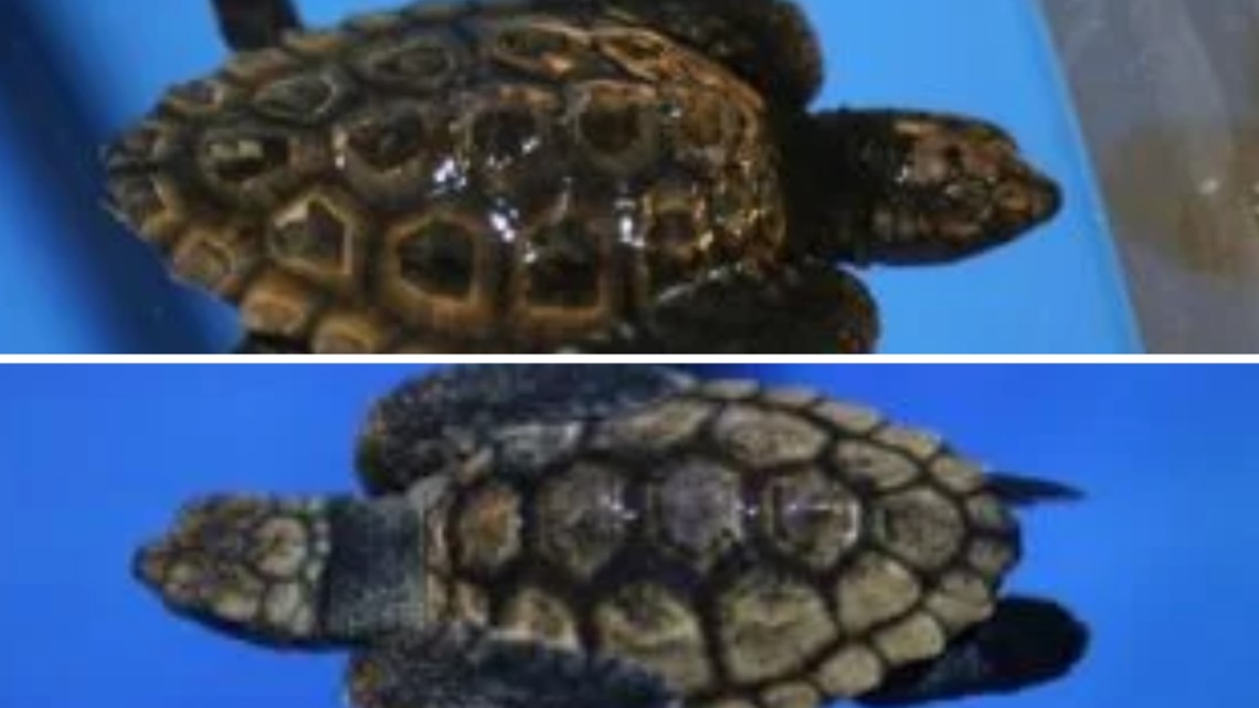 Sea turtle hatchlings from Carolina beach at Fort Fisher aquarium