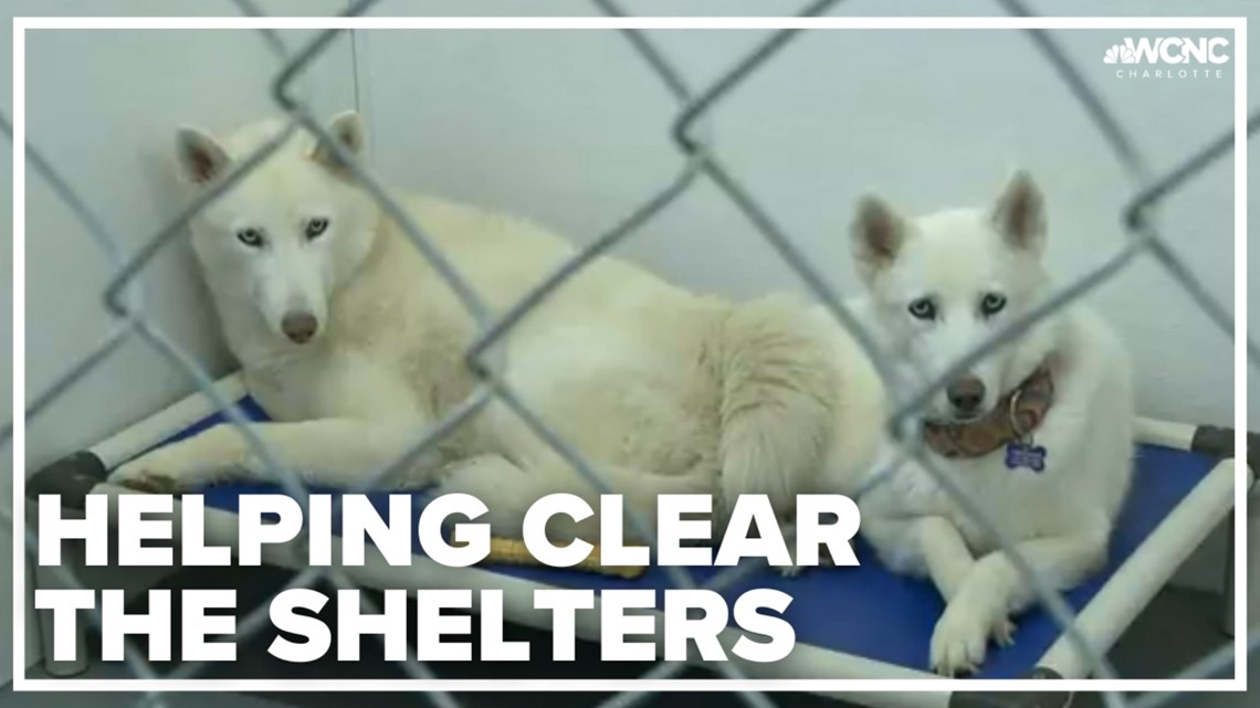 How to help the Clear the Shelters campaign