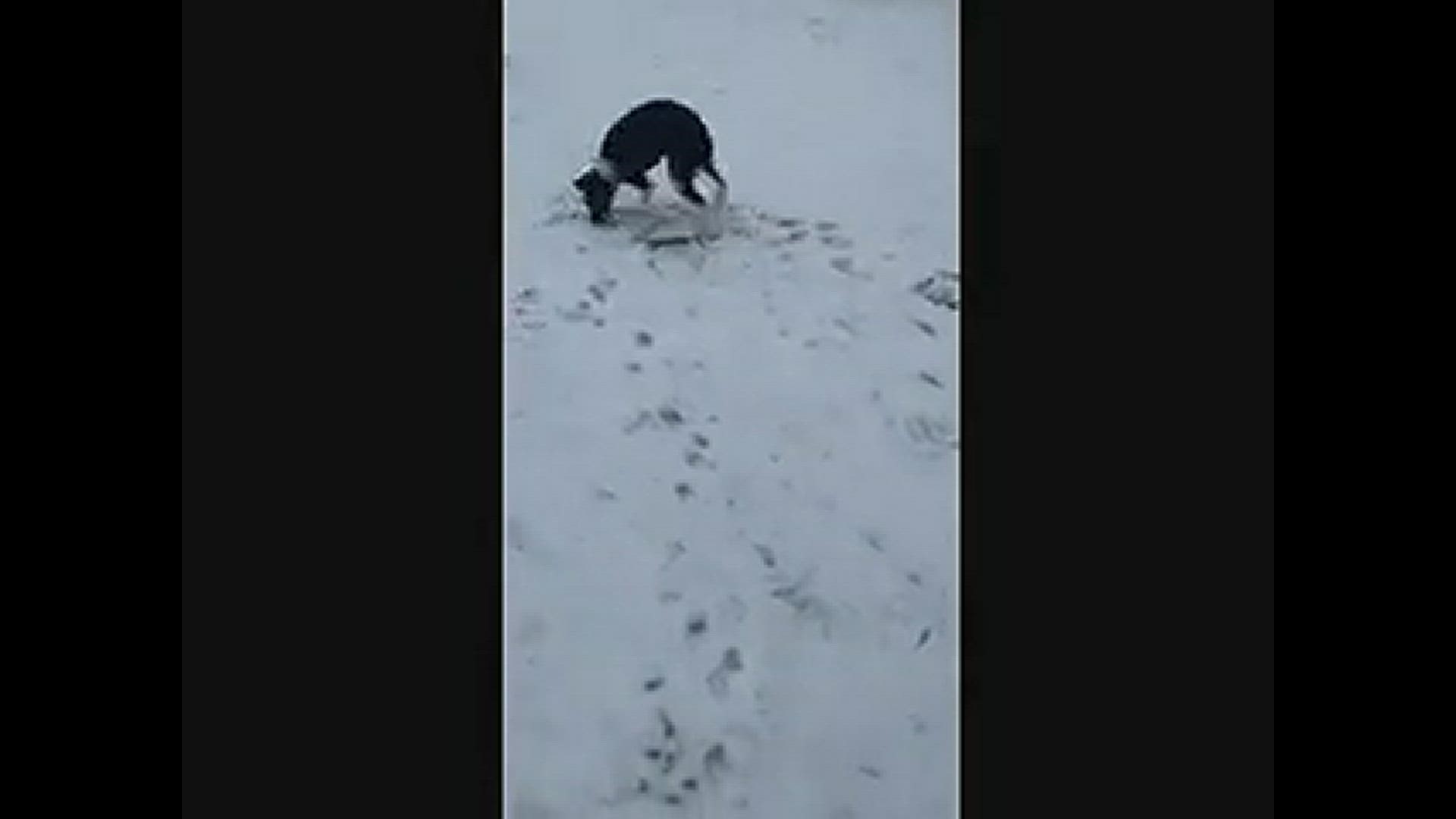 Dog Playing In The Snow Wcnc Com