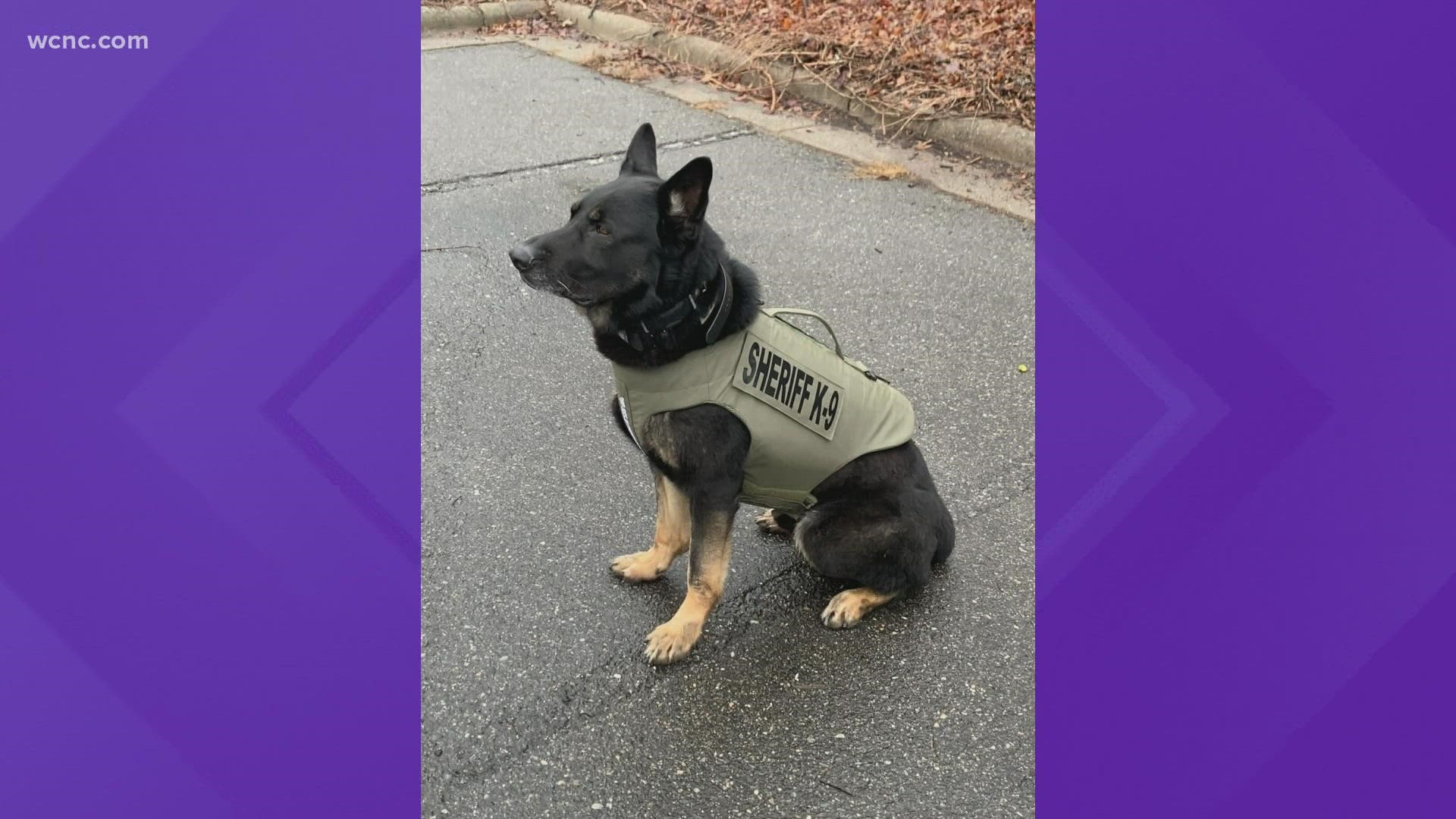 The K9s with the gaston county sheriff's office got some bullet and stab-proof protective vests thanks to the nonprofit vested interest in K9s