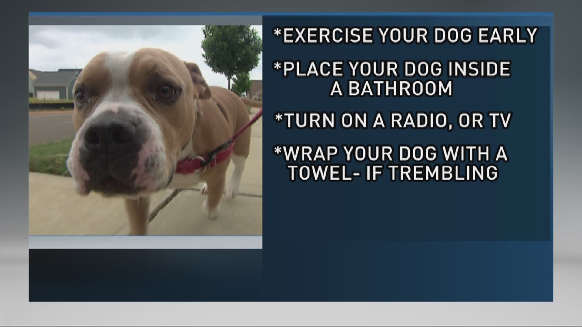 How to help you pets deal with the sounds and lights of fireworks this holiday weekend.