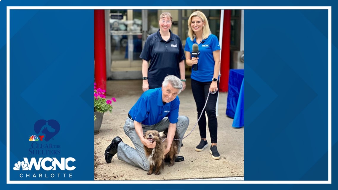 Help pets find forever homes through Clear the Shelters adoption | wcnc.com